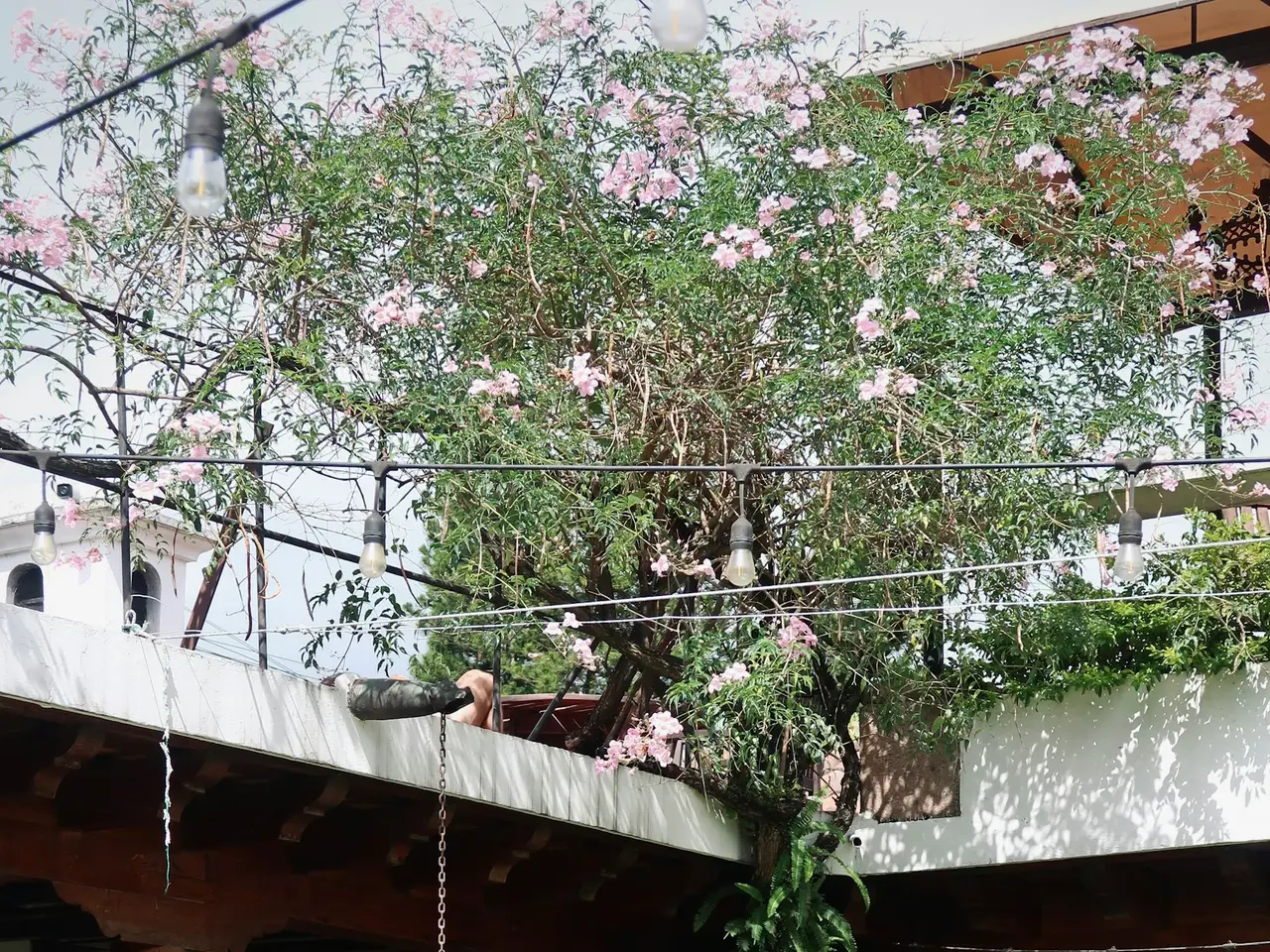 Flowering courtyard garden
